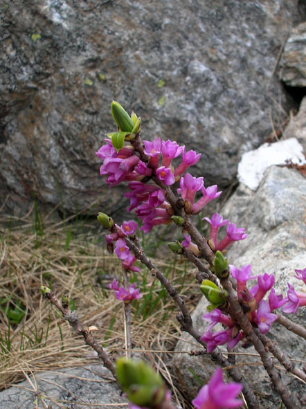 Daphne mezereum / Dafne mezereo